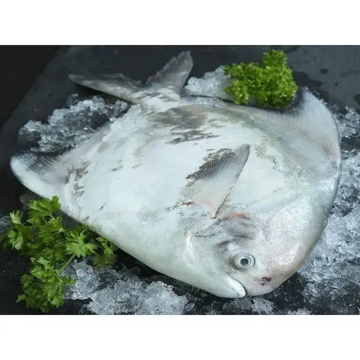 中國鯧魚